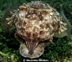 A portrait en face of cuttlefish taken on the Dibba Rock ... by Alexander Nikolaev 